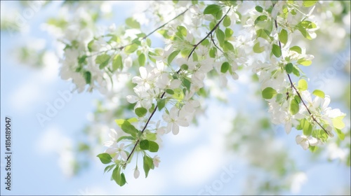 Close up of flowering tree branches with white blossoms against a blue sky
