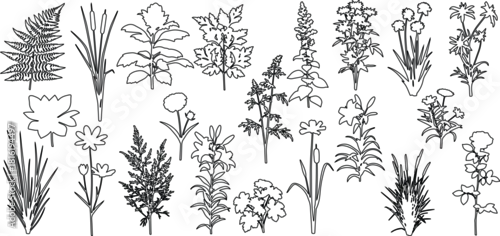 Obraz set of shrubs and grass line cad, Ground cover. Illustration for elevation architectural element, side view, grass section. vector illustration