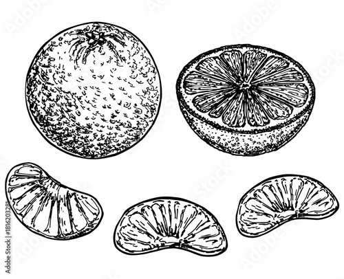 Ink hand drawn orange isolated on white background. Orange tangerine or clementine and cut in half, segments and slices