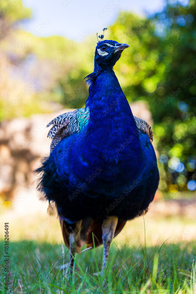 Obraz premium Peacock in the gardens of the Saint-Tropez citadel