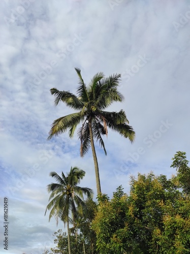 coconut trees in the morning