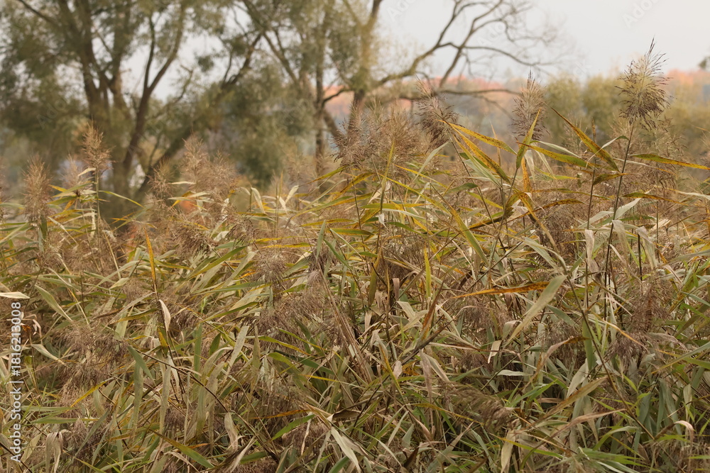 Fototapeta premium A wide, golden field of dry common reeds in autumn, creating a rich natural background texture.