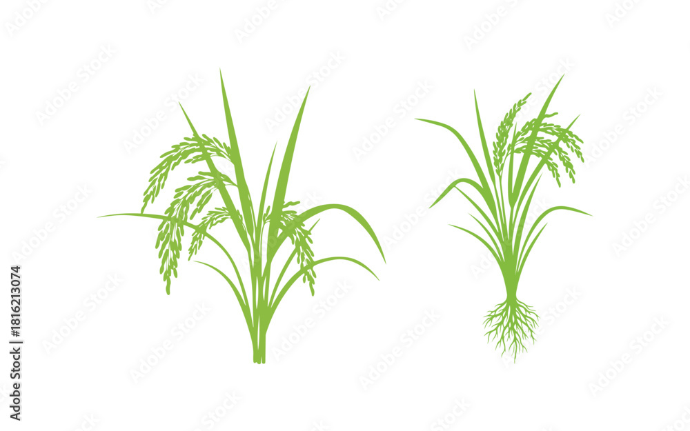 Fototapeta premium Rice crop against a white backdrop. Vector