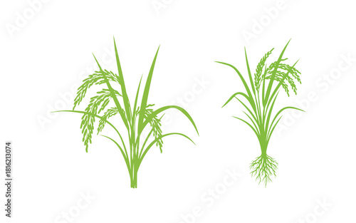 Rice crop against a white backdrop. Vector

