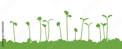 Sprouts of plants in close-up
