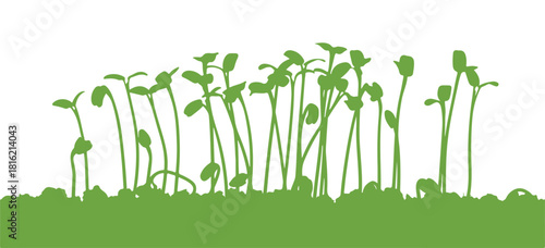 Close-up of plant sprouts
