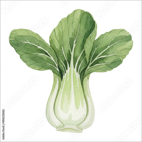 Watercolor Bok Choy Illustration on White Background
