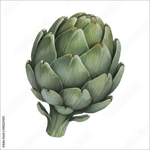 Watercolor Artichoke Illustration on White Background
