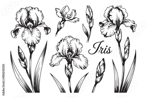Elegant monochrome vector illustration of several iris flowers with petals and leaves