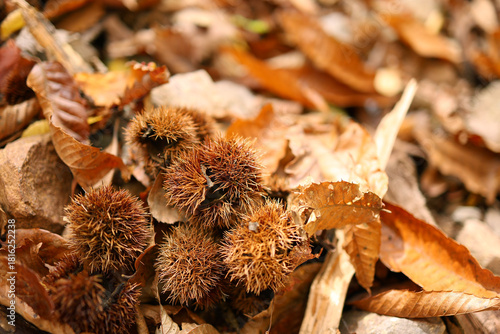 森に落ちている栗の実の殻