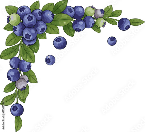 Create a fresh blueberries with leaves corner frame top view vector art with white background..