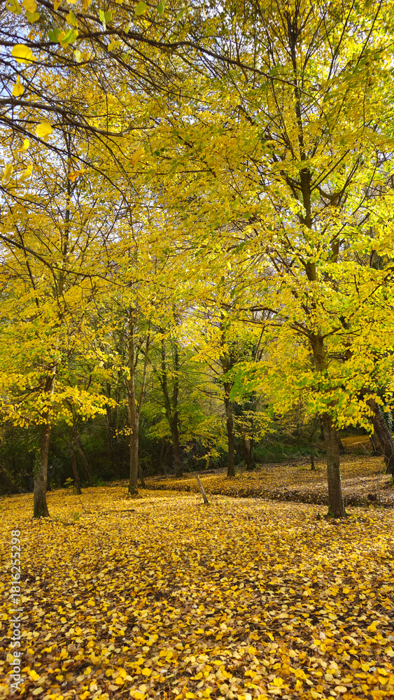 Naklejka premium Golden autumn forest with yellow leaves covering the ground, fall season nature landscap