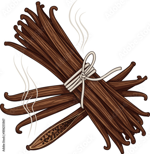 Create a dried vanilla beans for aroma and taste vector art with white background..