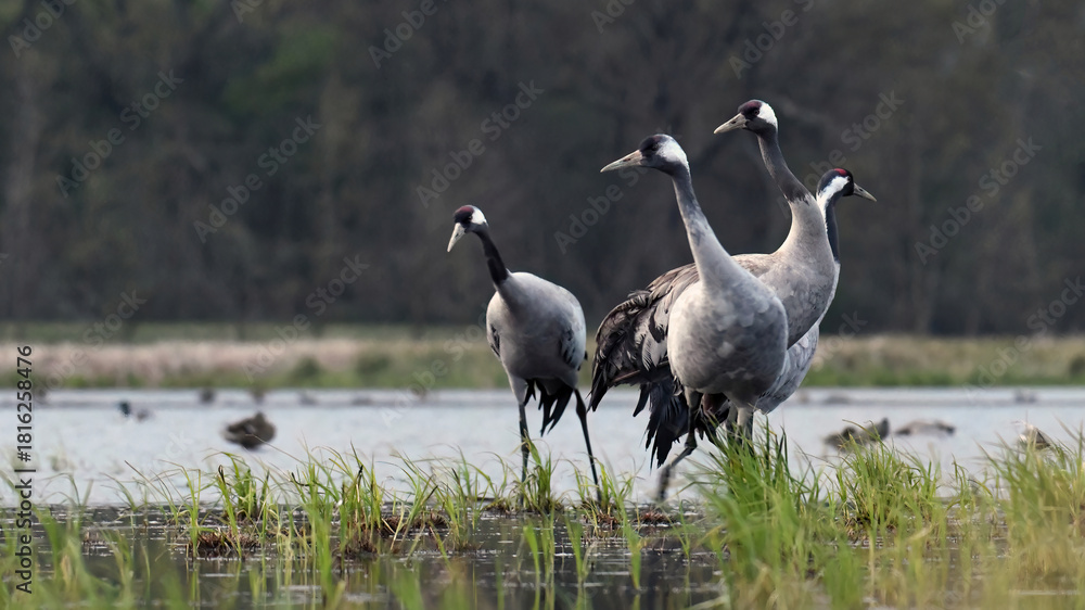 Naklejka premium Common crane (Grus grus) in the wild. Early morning on swamp erens.