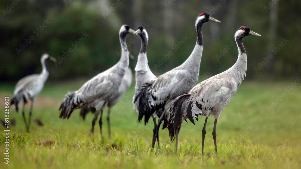 Naklejka premium Common crane (Grus grus) in the wild. Early morning on swamp erens.