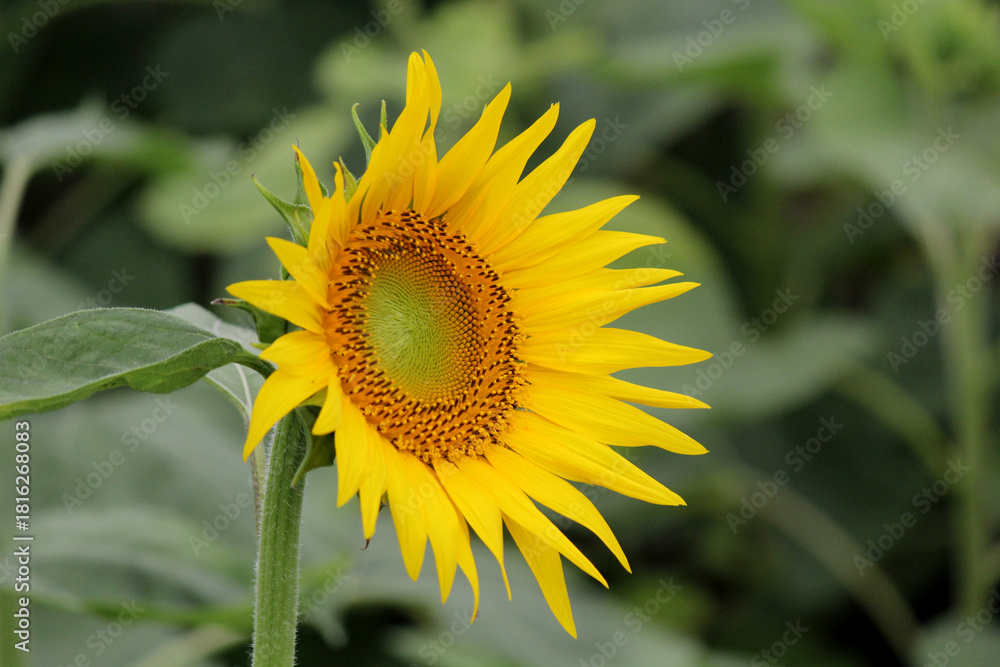 Fototapeta premium Bright Close-Up Sunflower Bloom in Full Detail