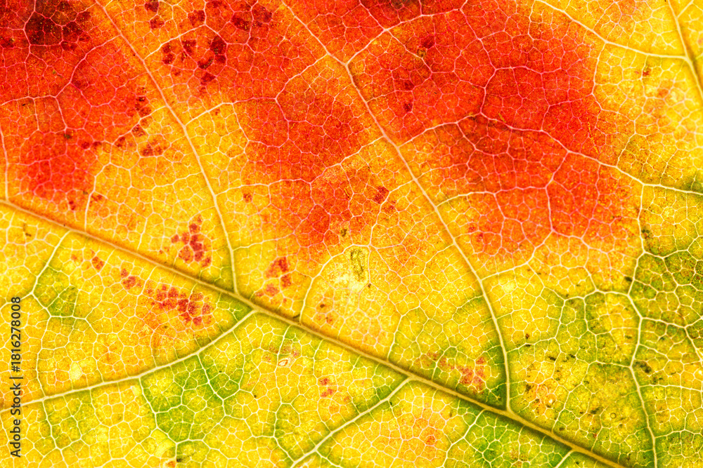 Obraz premium Colorful Autumn Leaf Veins in Vibrant Macro Detail