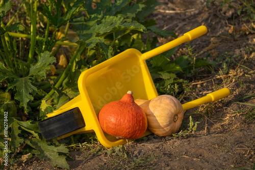 Fotografija A bright yellow toy wheelbarrow holding two pumpkins resting on garden soil among green leaves
