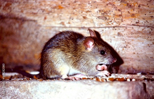 house rat or black rat eats leftover food
