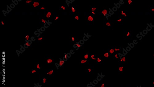 Super slow motion of falling rose petals on clear black background . Filmed on high speed cinema camera at 1000 fps
