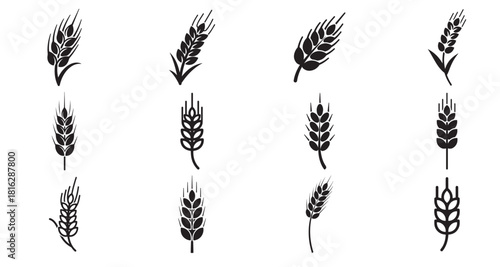 Set of Agriculture wheat ear icon, Agriculture wheat ear Solid vector