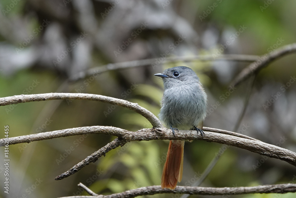 Fototapeta premium Tchitrec des Mascareignes / Terpsiphone de Bourbon /Gobe-mouche de paradis de la Réunion / Oiseau la Vierge / Terpsiphone&nbsp;bourbonnensis