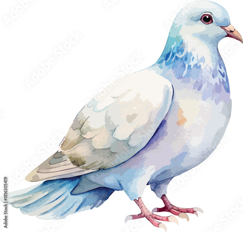 White Dove Bird Vector Watercolor Illustration