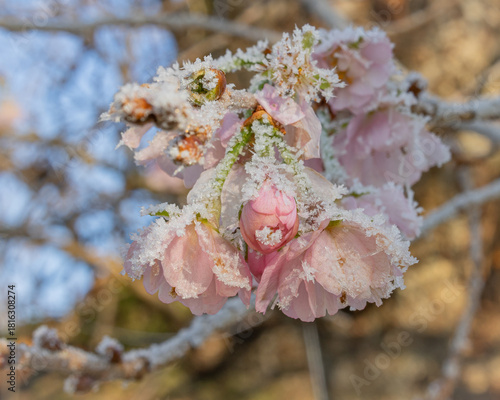 pink cherry blossom frozen flower