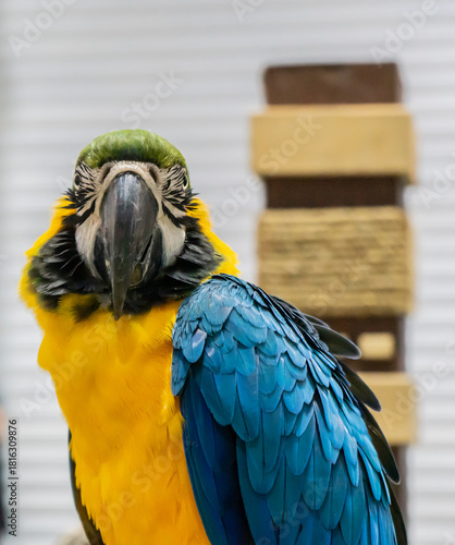 Captivating encounter with a colorful parrot exotic bird sanctuary wildlife photography indoor setting close-up view vibrant avian beauty