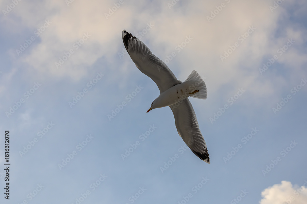 Obraz premium A seagull hovers above the surface of the sea during a storm. Birds and the sea. A storm at sea and inclement weather. Waterfowl fly over the surface of the sea.