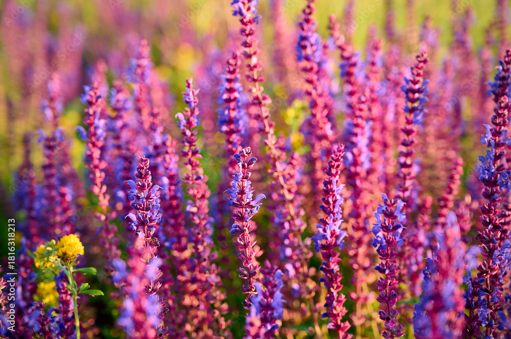 Obraz premium Purple sage flowers blooms in the summer meadow.
