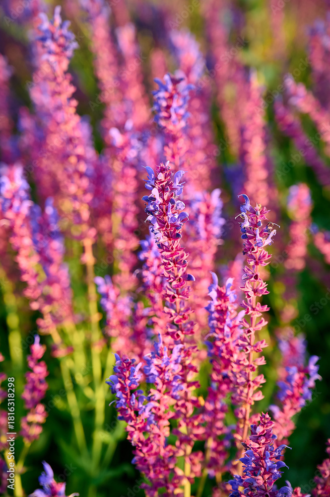 Fototapeta premium Purple sage flowers blooms in the summer meadow.