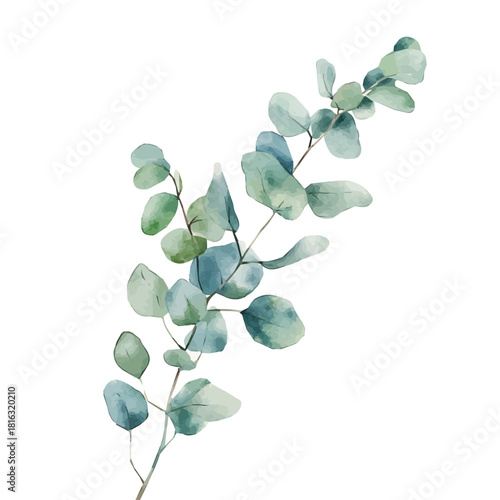 Watercolor_style_painting_of_a_eucalyptus_flower_on_a_white, Hand-painted watercolor design, vectorized, painting style, vector set available in EPS format