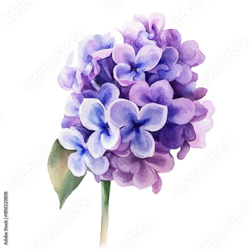 Watercolor_style_painting_of_a_lilac_flower_on_a_white__Hand-painted watercolor design, vectorized, painting style, vector set available in EPS format