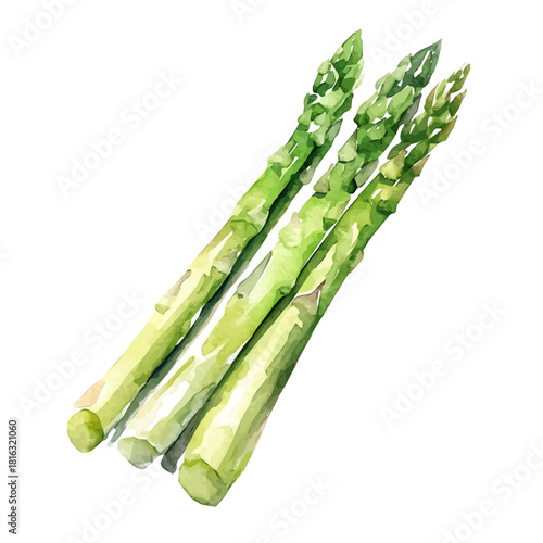 Watercolor_style_painting_of_fresh_asparagus_on_a_white_Hand-painted watercolor design, vectorized, painting style, vector set available in EPS format