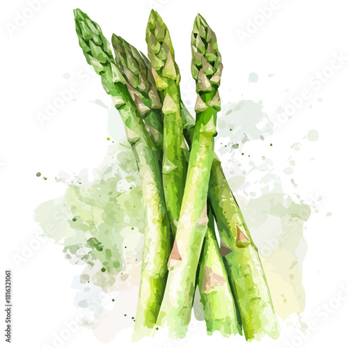 Watercolor_style_painting_of_fresh_asparagus_on_a_white_Hand-painted watercolor design, vectorized, painting style, vector set available in EPS format