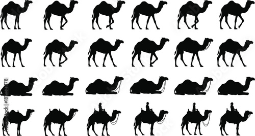 Black vector silhouette set of dromedary camels walking, sitting, standing, and carrying riders or cargo, isolated on white background for animation sprites.