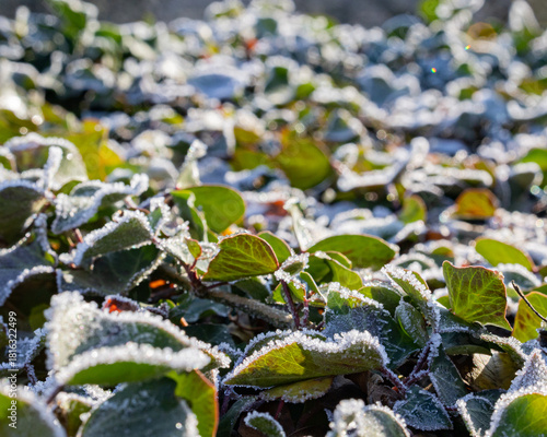 frost on leaves