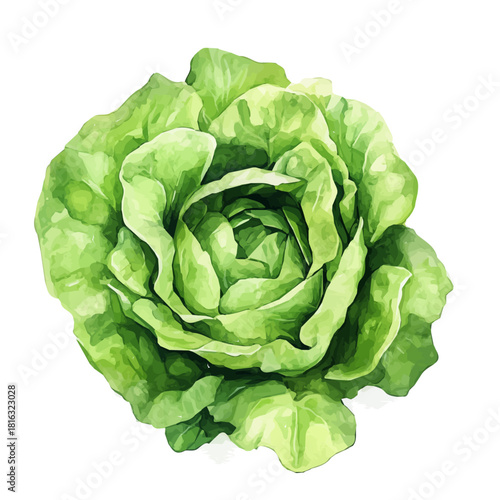 Nice_Watercolor_style_painting_of_fresh_lettuce_on_a_white_Hand-painted watercolor design, vectorized, painting style, vector set available in EPS, simple design