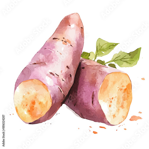 Watercolor_style_painting_of_fresh_sweet_potato_on_a_white, Simple Hand-painted watercolor style, vectorized, painting style, vector set available in EPS