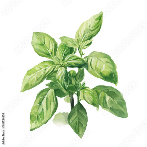 Watercolor_style_painting_of_hand_painted_basil_plant_Simple Hand-painted watercolor style, vectorized, painting style, vector set available in EPS