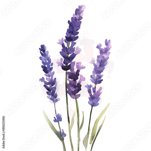 Watercolor_style_painting_of_hand_painted_lavender_on_a_white_Simple Hand-painted watercolor style, vectorized, painting style, vector set available in EPS