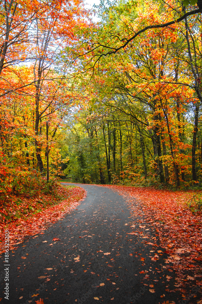 Obraz premium autumn in the forest