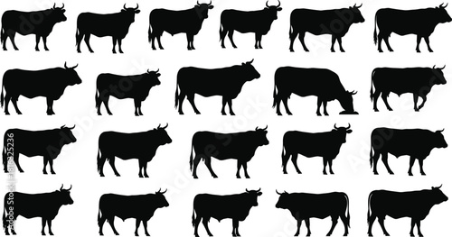 Set of black bull silhouettes isolated on white background, vector cattle illustration collection for farm design, agriculture livestock symbols, strong animal icons.