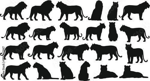 Set of black lion and tiger silhouettes, isolated wild animal vector collection, standing and walking big cat icons, predator illustration bundle, zoo design elements