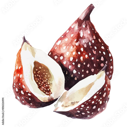 Simple Hand-painted watercolor style, vectorized, painting style, vector set available in EPS_Watercolor_style_painting_of_whole_salak_and_peeled_