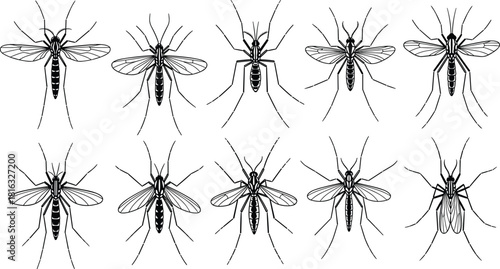 Set of mosquito silhouettes, vector insect icons collection, black pest fly illustration, isolated parasite symbols for malaria and dengue control graphic design.