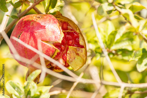 apple on tree