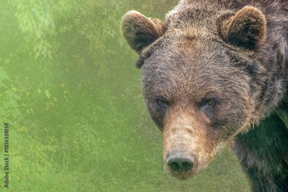 Fototapeta premium Close-up Portrait of Large Brown Bear Face Looking Direct with Copy Space