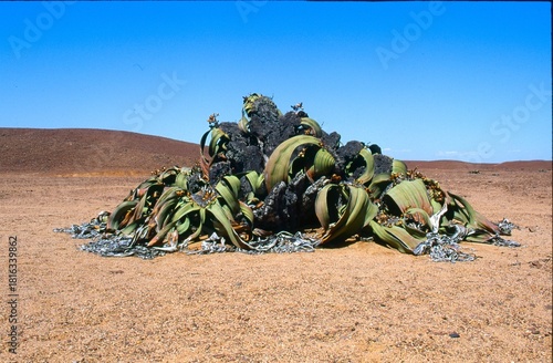 Welwitschia mirabilis in Namib desert 401